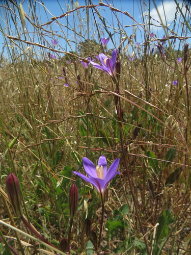 Image of Brodiaea santarosae by no rights reserved