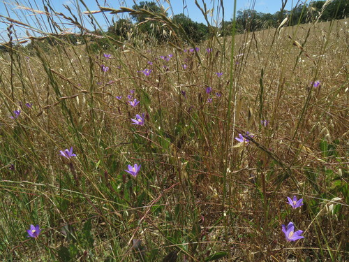Image of Brodiaea santarosae by no rights reserved
