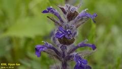 Ajuga multiflora