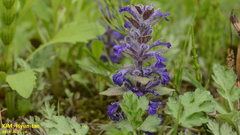 Ajuga multiflora