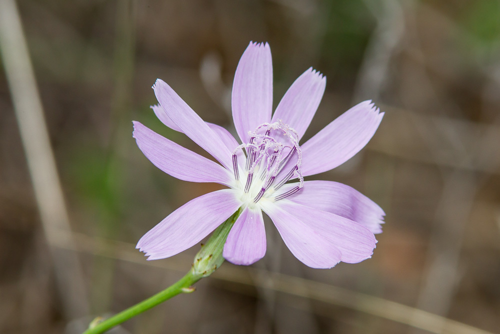 Lygodesmia texana