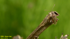 Stictopleurus minutus
