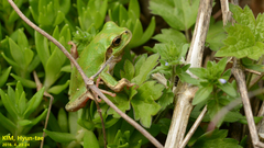Hyla japonica