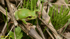 Hyla japonica