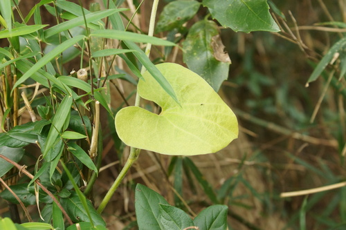 Aristolochia kaempferi iNat (3)