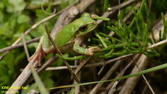 Hyla japonica