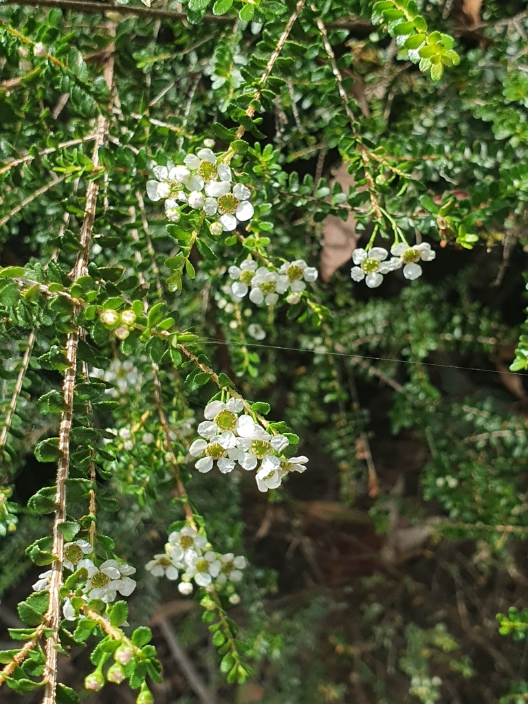 Sannantha crenulata