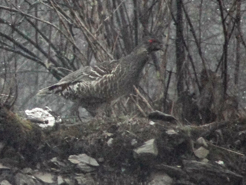 Chestnut-throated Monal-Partridge (Tetraophasis obscurus)