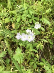 Phacelia purshii