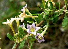 Lycium schweinfurthii