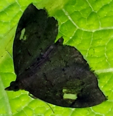 Perispasta caeculalis