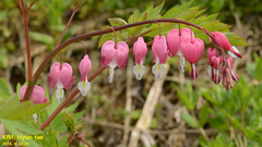 Lamprocapnos spectabilis