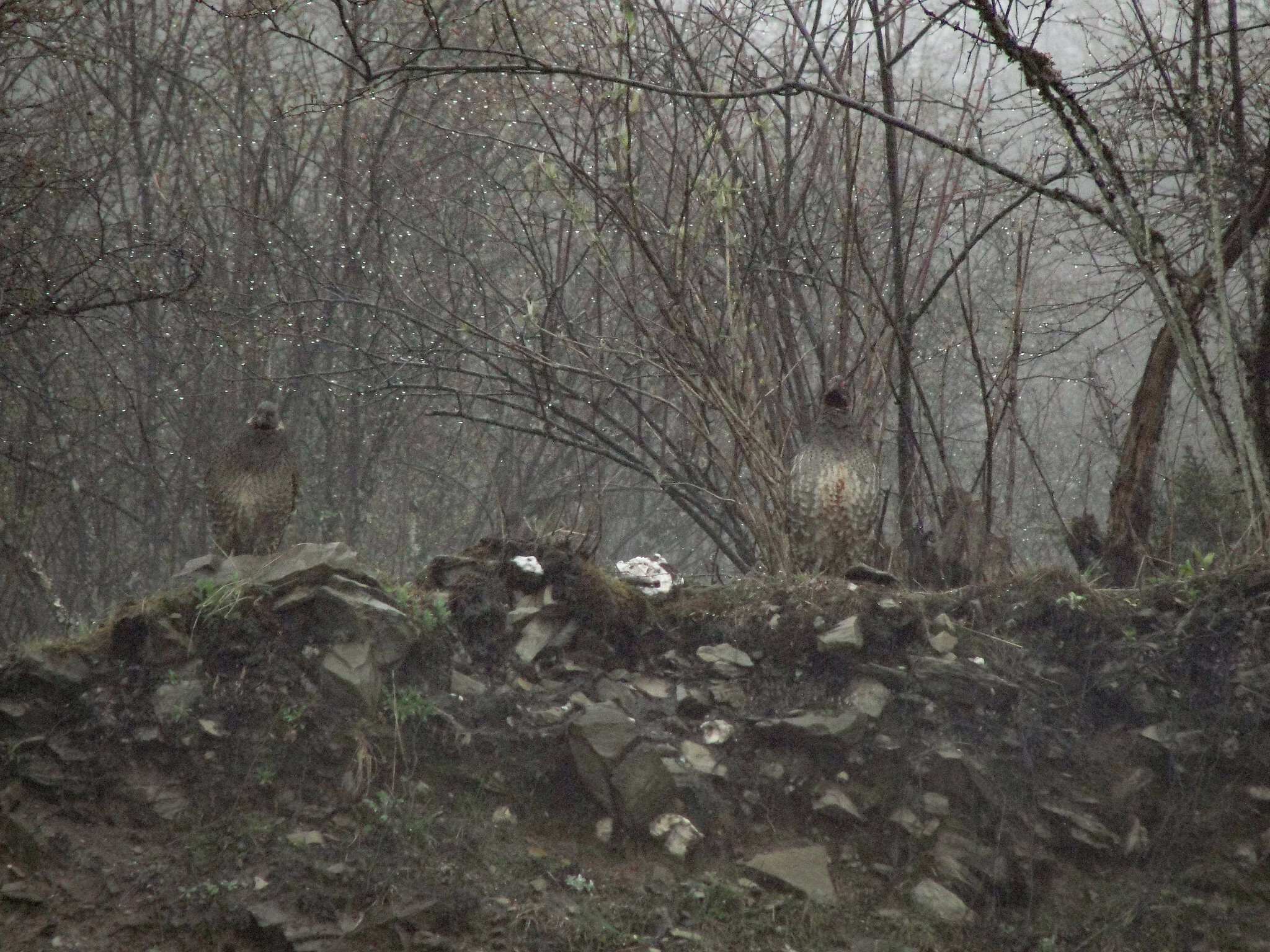 Chestnut-throated Monal-Partridge (Tetraophasis obscurus), photo 3