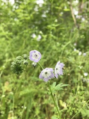 Phacelia purshii