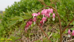 Lamprocapnos spectabilis