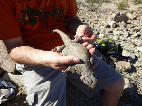 iNaturalist observation photo of Common Chuckwalla