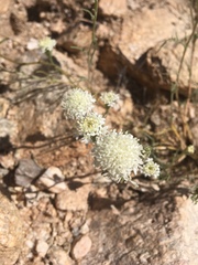 Chaenactis stevioides