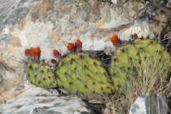 Opuntia stenopetala