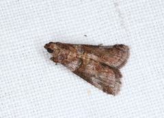 Conobathra hemichlaena