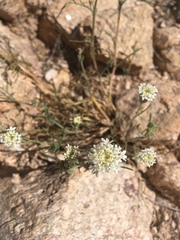 Chaenactis stevioides