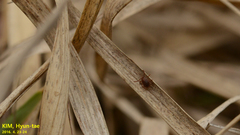 Haemaphysalis