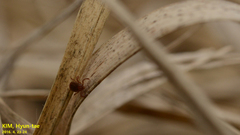Haemaphysalis