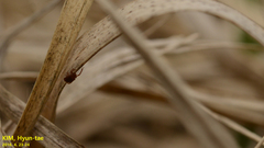 Haemaphysalis
