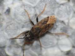Peritrechus