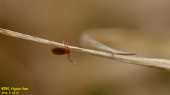 Haemaphysalis