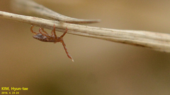 Haemaphysalis