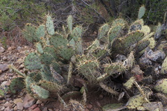 Opuntia chisosensis