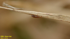 Haemaphysalis
