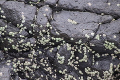 Chthamalus dentatus