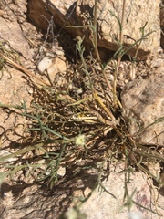 Chaenactis stevioides