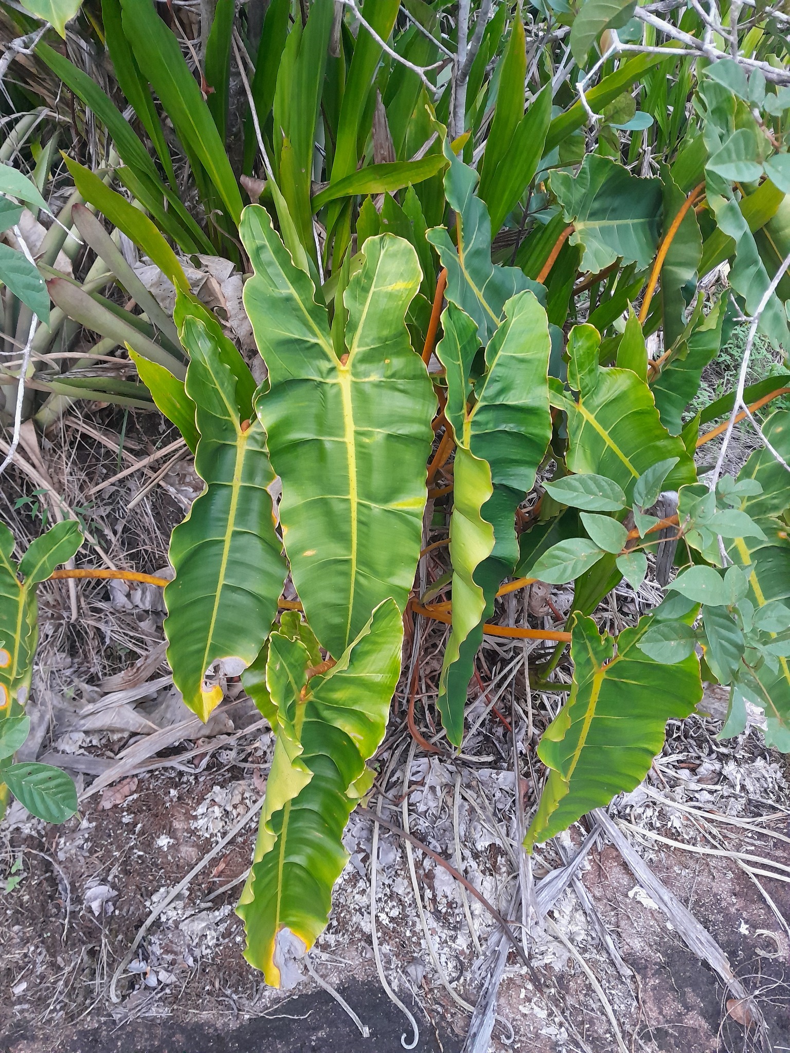 Imagem de Philodendron billietiae