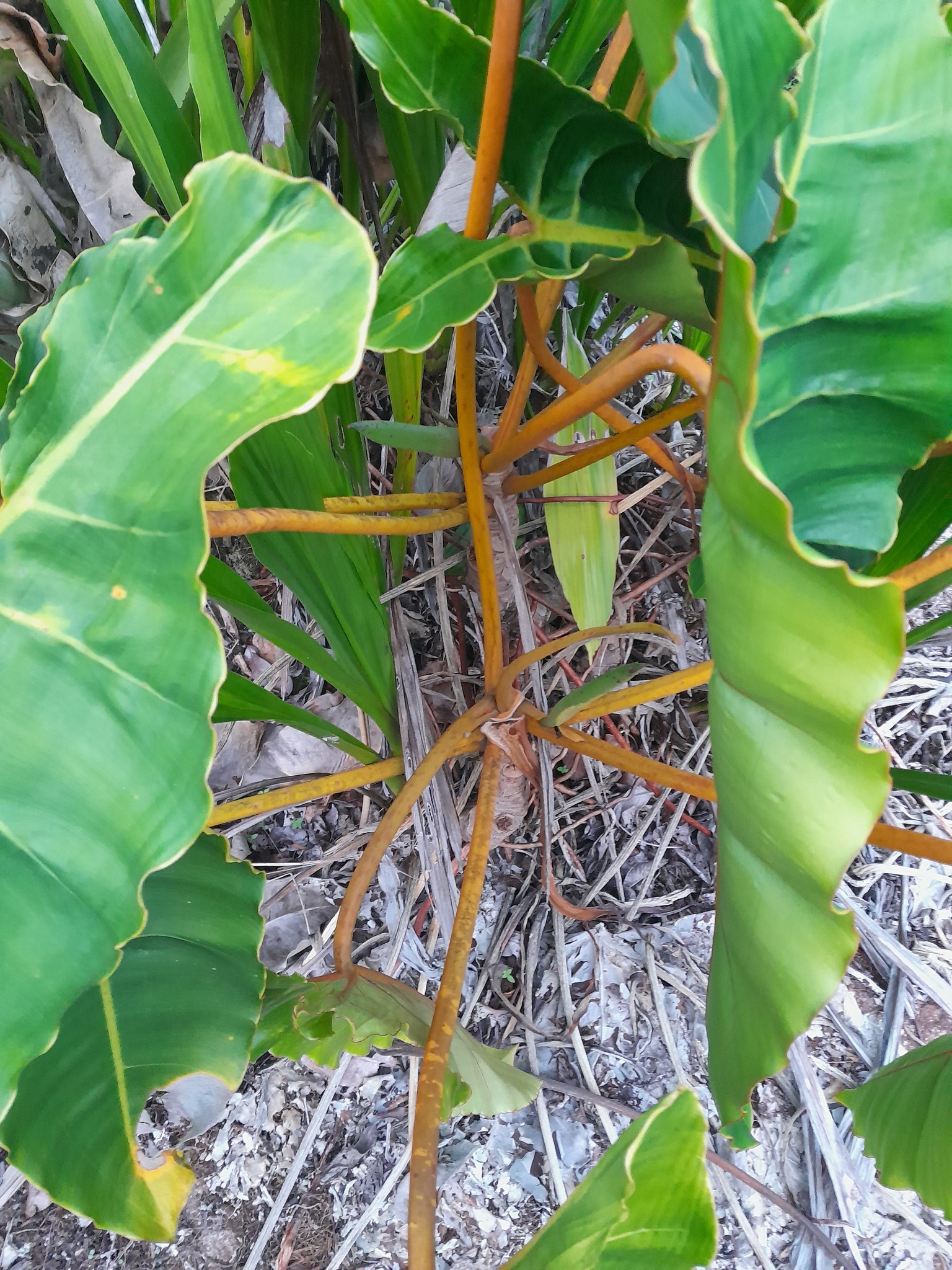 Imagem de Philodendron billietiae