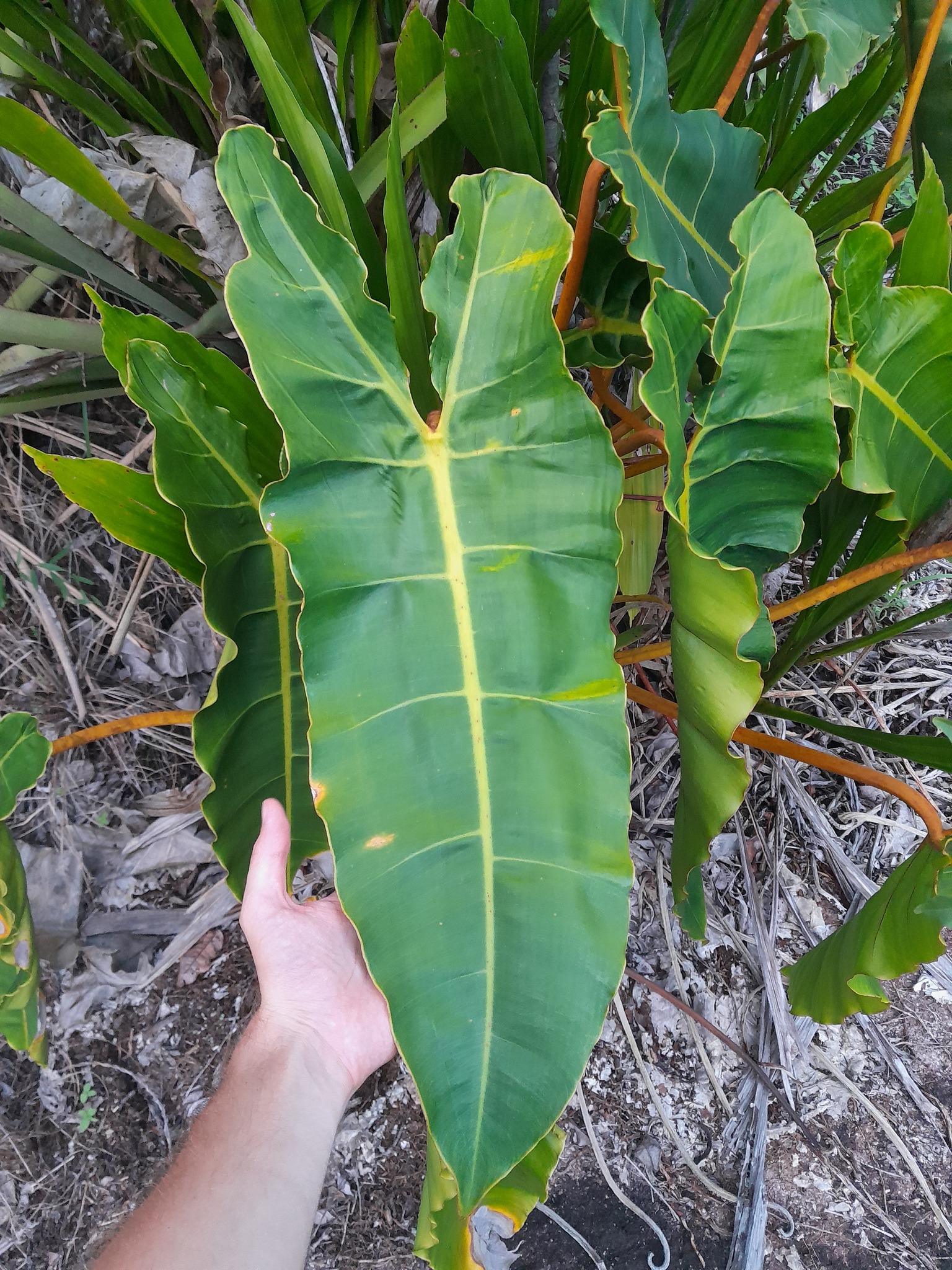 Imagem de Philodendron billietiae