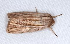 Leucania porphyrodes