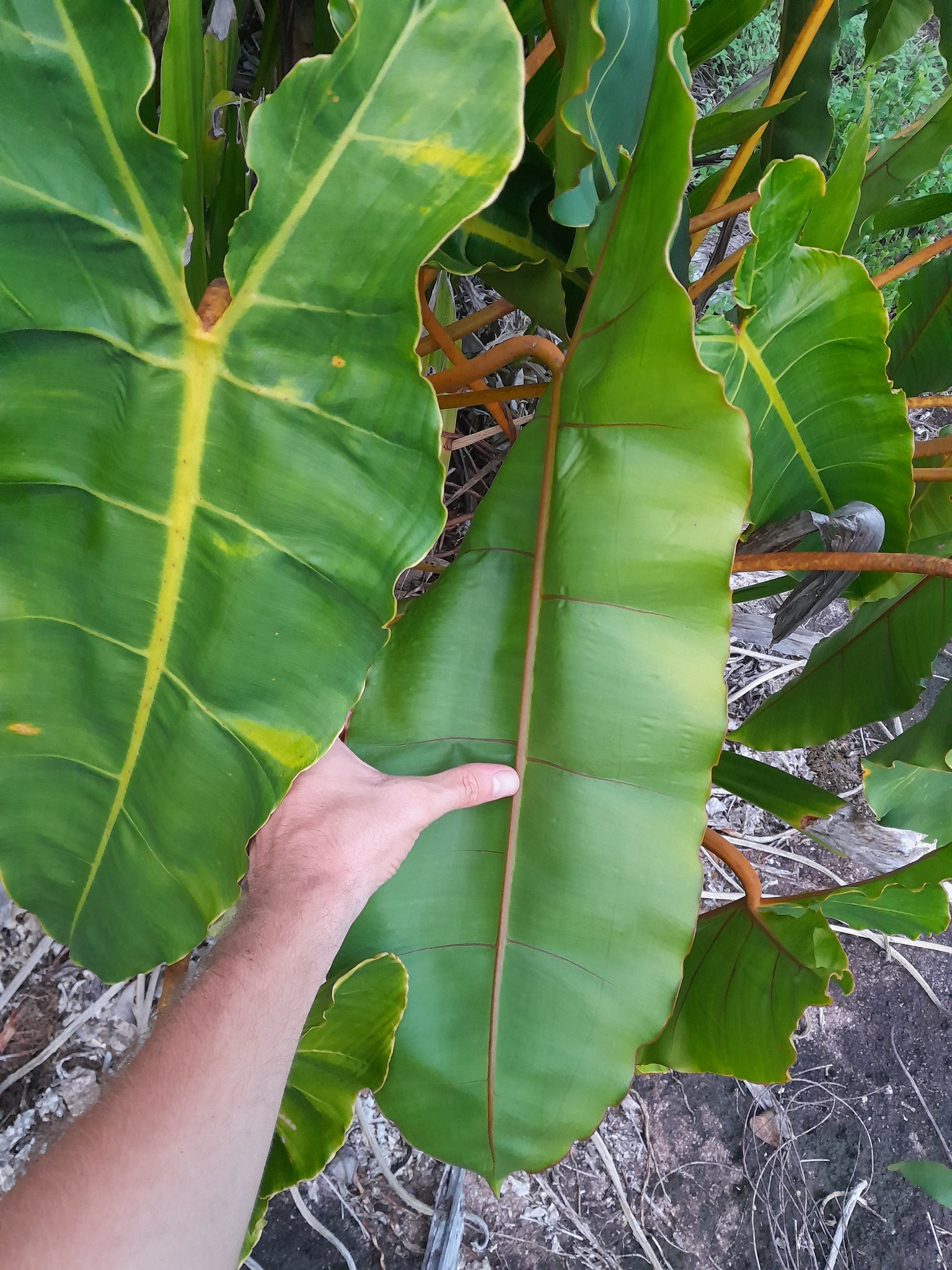 Imagem de Philodendron billietiae