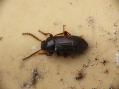Helopini