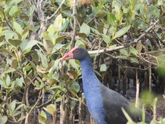 Porphyrio melanotus melanotus