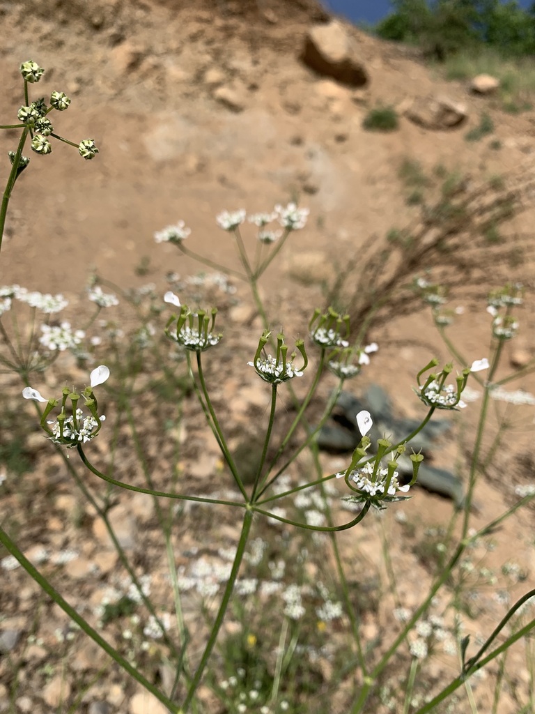Chaerophyllum macropodum