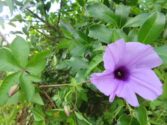 Ipomoea cairica