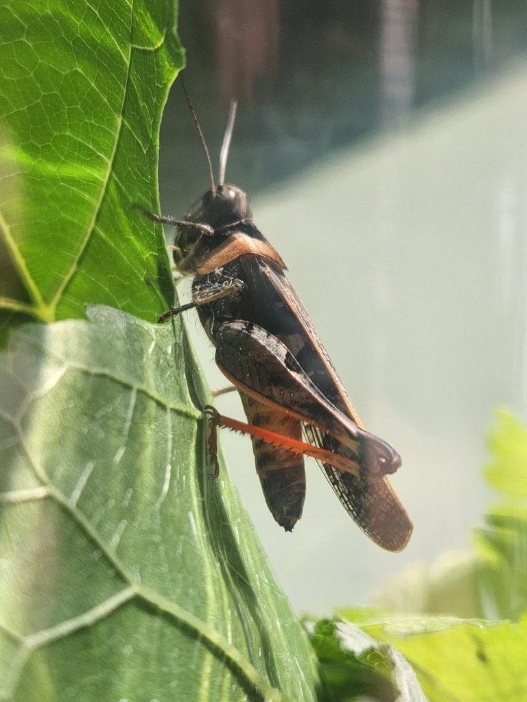 Heteropternis pudica
