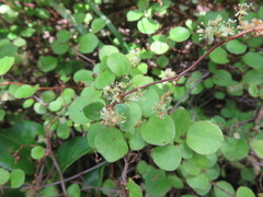 Muehlenbeckia complexa