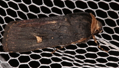 Proteuxoa cinereicollis