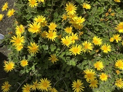 Arctotheca prostrata