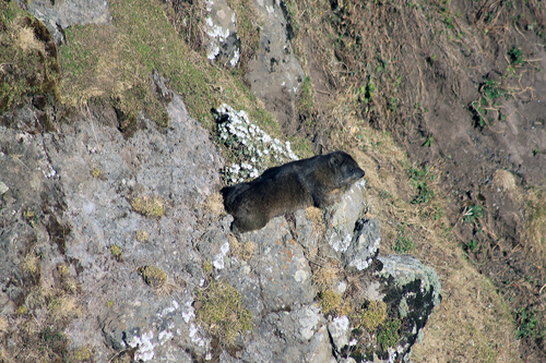 Rock Hyrax