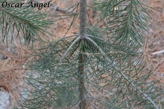 Pinus cembroides