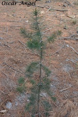 Pinus cembroides